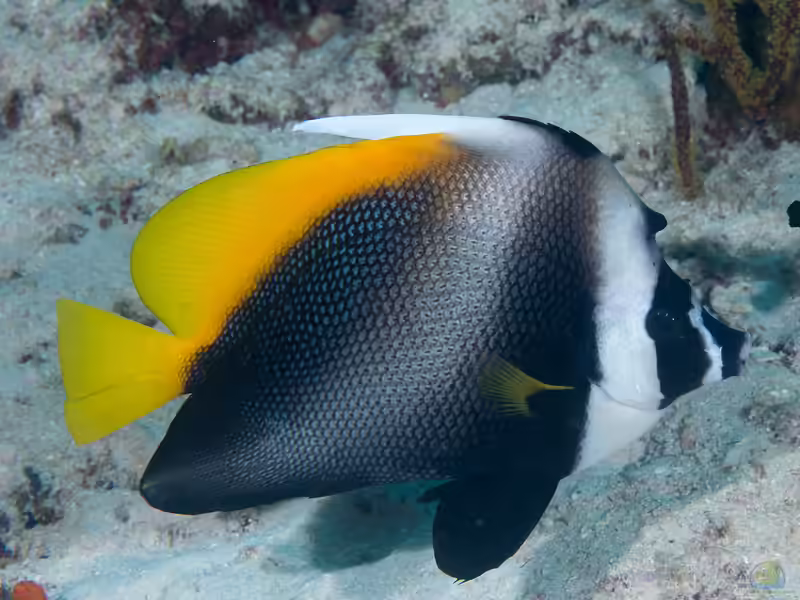 Heniochus singularius im Aquarium halten (Einrichtungsbeispiele für Malayen-Wimpelfisch) Heniochus singularius im Aquarium halten (Einrichtungsbeispiele für Malayen-Wimpelfisch)