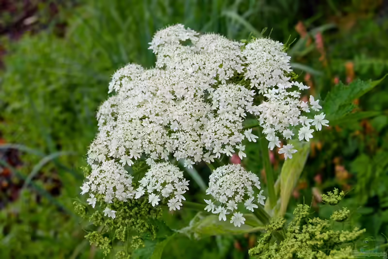 Heracleum lanatum im Garten pflanzen (Einrichtungsbeispiele mit Wolliger Bärenklau) Heracleum lanatum im Garten pflanzen (Einrichtungsbeispiele mit Wolliger Bärenklau)