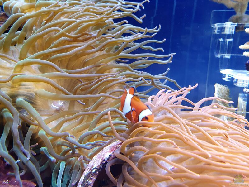 Heteractis magnifica im Aquarium halten (Einrichtungsbeispiele für Prachtanemone) Heteractis magnifica im Aquarium halten (Einrichtungsbeispiele für Prachtanemone)