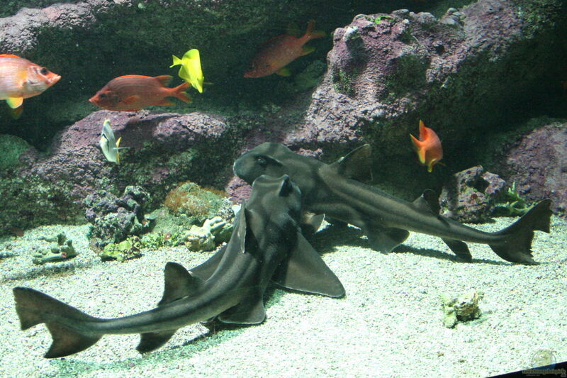 Heterodontus francisci im Aquarium halten (Einrichtungsbeispiele für Kalifornischer Stierkopfhai)