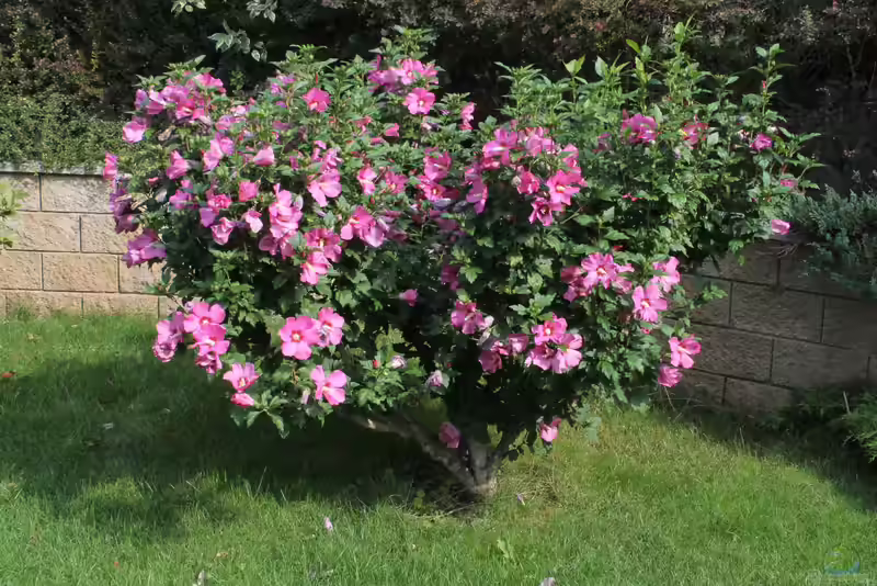 Hibiscus syriacus am Gartenteich (Einrichtungsbeispiele mit Syrischer Hibiskus)
