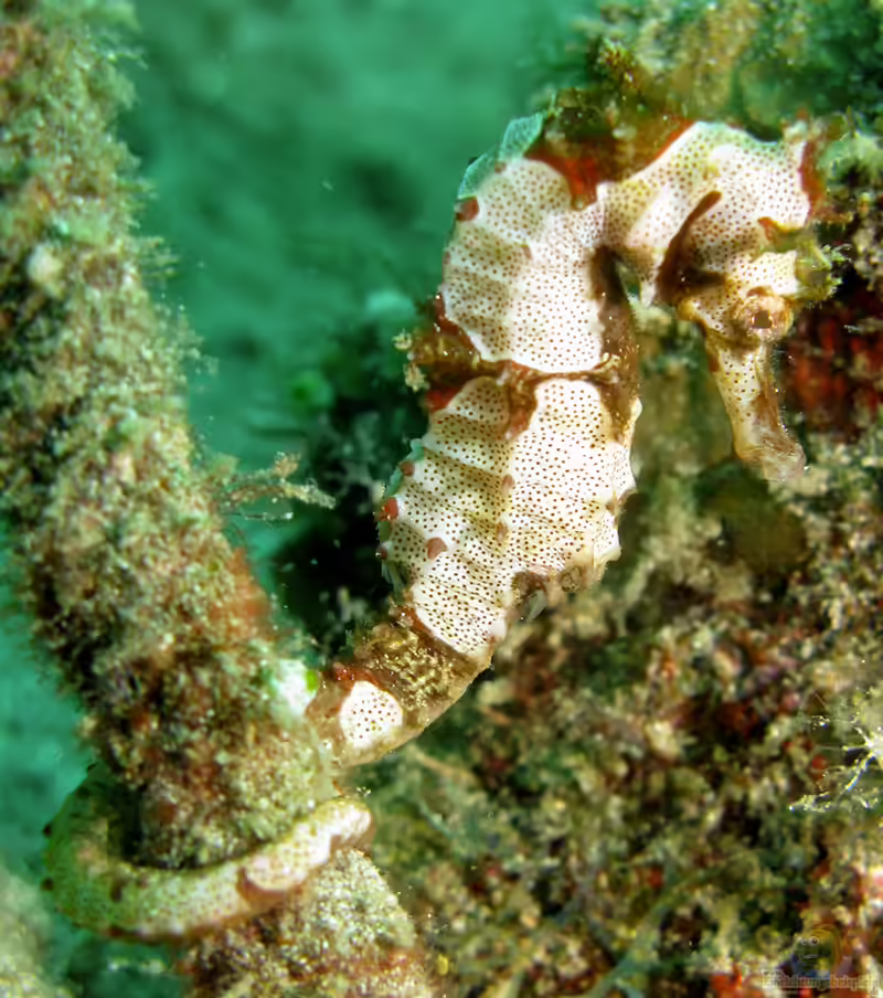 Hippocampus alatus im Aquarium halten (Einrichtungsbeispiele für Geflügeltes Seepferdchen) Hippocampus alatus im Aquarium halten (Einrichtungsbeispiele für Geflügeltes Seepferdchen)