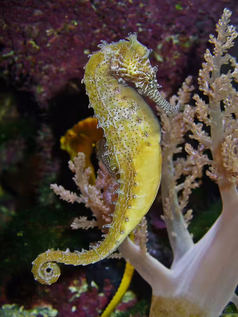 Hippocampus barbouri im Aquarium halten (Einrichtungsbeispiele für Barbours Seepferdchen) Hippocampus barbouri im Aquarium halten (Einrichtungsbeispiele für Barbours Seepferdchen)
