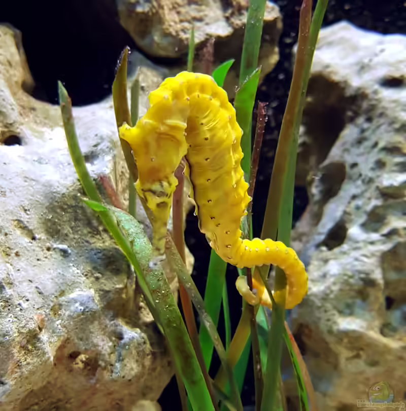 Hippocampus subelongatus im Aquarium halten (Einrichtungsbeispiele für Westaustralisches Seepferd) Hippocampus subelongatus im Aquarium halten (Einrichtungsbeispiele für Westaustralisches Seepferd)
