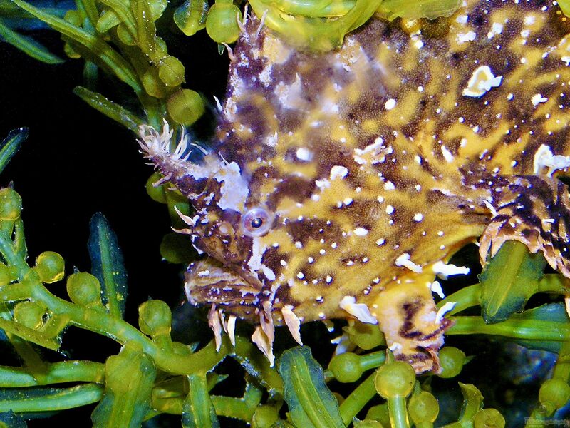 Histrio histrio im Aquarium halten (Sargassum-Anglerfisch) Histrio histrio im Aquarium halten (Sargassum-Anglerfisch)