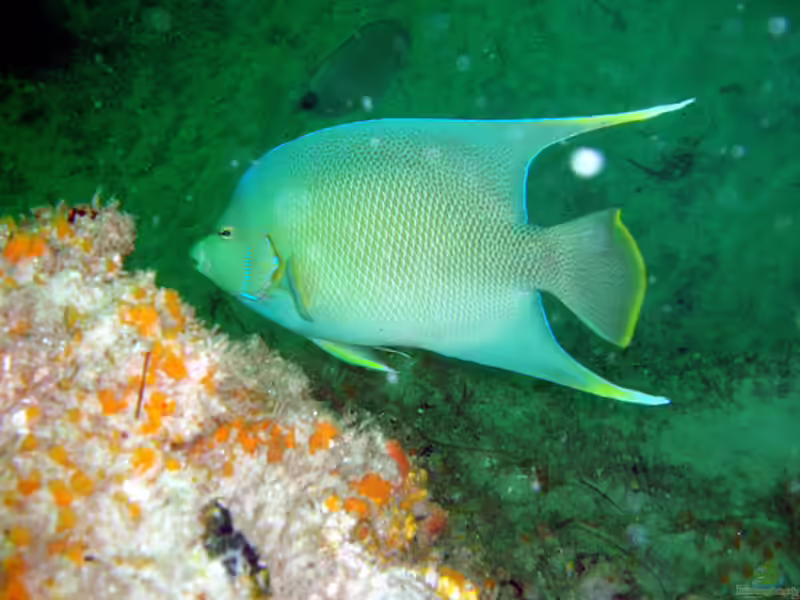 Holacanthus bermudensis im Aquarium halten (Einrichtungsbeispiele für Bermuda-Kaiserfisch) Holacanthus bermudensis im Aquarium halten (Einrichtungsbeispiele für Bermuda-Kaiserfisch)