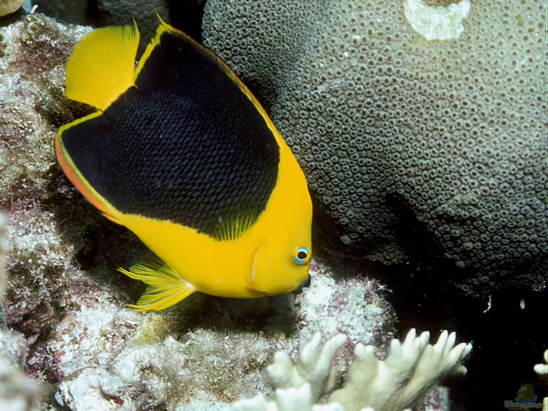 Holacanthus tricolor im Aquarium halten (Einrichtungsbeispiele für Dreifarben-Kaiserfisch) Holacanthus tricolor im Aquarium halten (Einrichtungsbeispiele für Dreifarben-Kaiserfisch)