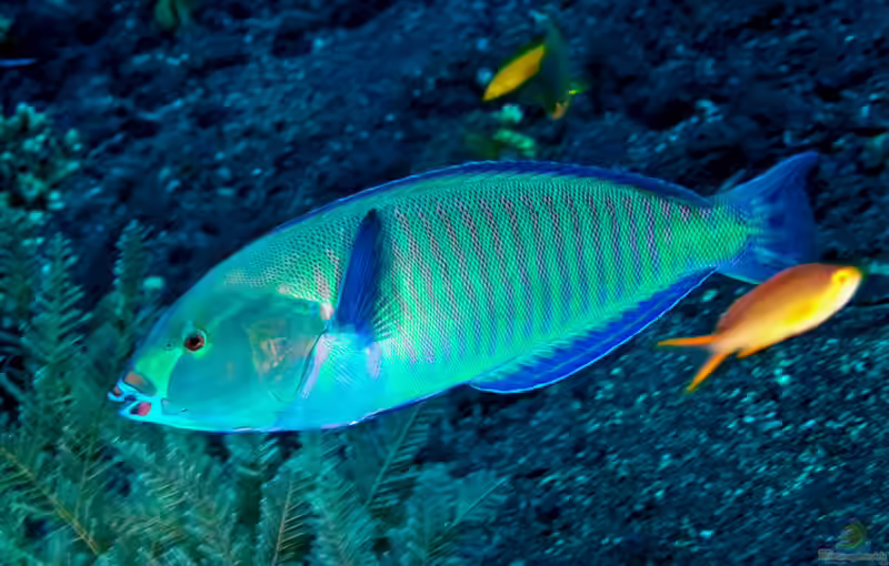 Hologymnosus annulatus im Aquarium halten (Einrichtungsbeispiele für Gestreifter Hechtlippfisch) Hologymnosus annulatus im Aquarium halten (Einrichtungsbeispiele für Gestreifter Hechtlippfisch)