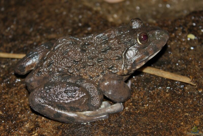 Hoplobatrachus chinensis im Terrarium halten (Einrichtungsbeispiele für Chinesischer Ochsenfrosch) Hoplobatrachus chinensis im Terrarium halten (Einrichtungsbeispiele für Chinesischer Ochsenfrosch)