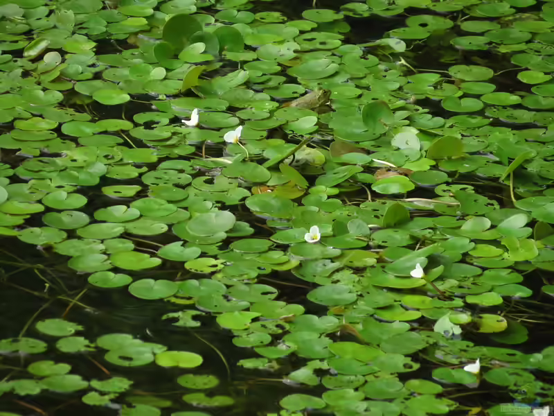Hydrocharis morsus-ranae im Gartenteich (Einrichtungsbeispiele mit Europäischer Froschbiss) Hydrocharis morsus-ranae im Gartenteich (Einrichtungsbeispiele mit Europäischer Froschbiss)