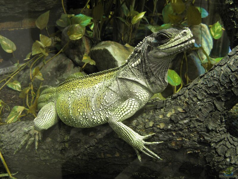 Hydrosaurus weberi im Terrarium halten (Einrichtungsbeispiele mit Weber-Wasserdrachen) Hydrosaurus weberi im Terrarium halten (Einrichtungsbeispiele mit Weber-Wasserdrachen)