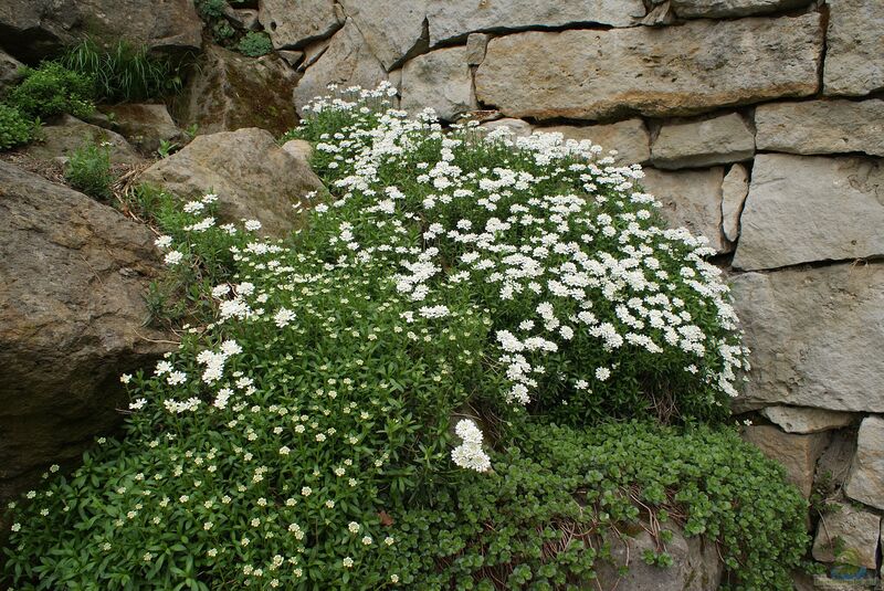Iberis sempervirens im Garten pflanzen (Einrichtungsbeispiele mit Immergrüne Schleifenblume) Iberis sempervirens im Garten pflanzen (Einrichtungsbeispiele mit Immergrüne Schleifenblume)