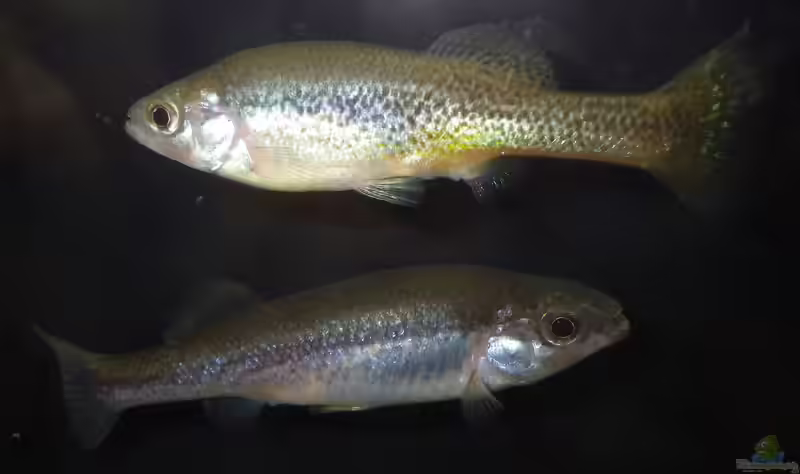 Ilyodon furcidens im Aquarium halten (Einrichtungsbeispiele für Colima-Kärpfling)