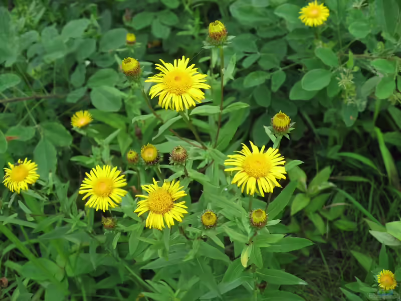 Inula salicina im Garten pflanzen (Einrichtungsbeispiele mit Weidenblättriger Alant) Inula salicina im Garten pflanzen (Einrichtungsbeispiele mit Weidenblättriger Alant)