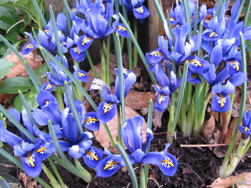 Iris reticulata im Garten pflanzen (Einrichtungsbeispiele mit Netzblatt-Schwertlilie) Iris reticulata im Garten pflanzen (Einrichtungsbeispiele mit Netzblatt-Schwertlilie)