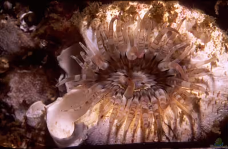 Isanthus capensis im Aquarium halten (Einrichtungsbeispiele für Ring-Tentakel-Anemone)