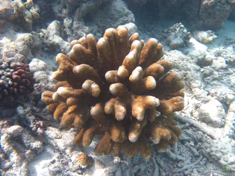 Isopora palifera im Aquarium halten (Einrichtungsbeispiele für Kleinpolypige Steinkoralle) Isopora palifera im Aquarium halten (Einrichtungsbeispiele für Kleinpolypige Steinkoralle)