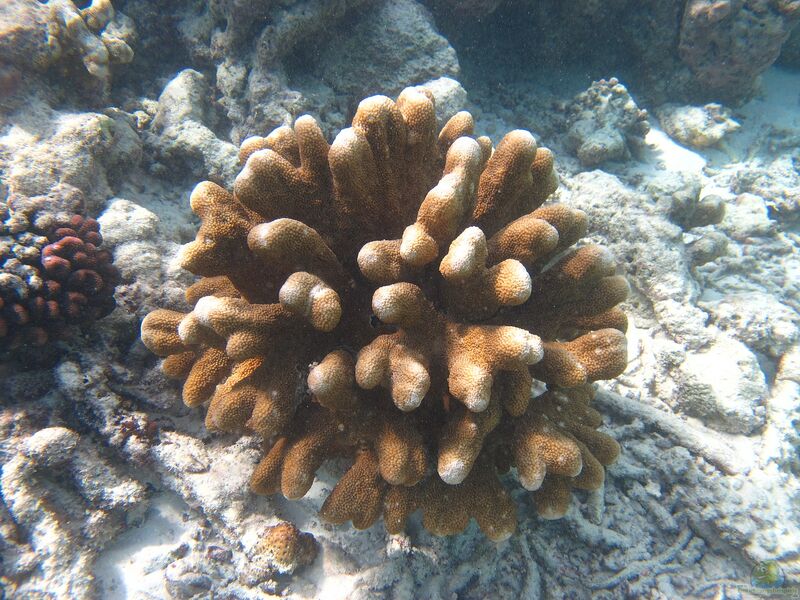 Isopora palifera im Aquarium halten (Einrichtungsbeispiele für Kleinpolypige Steinkoralle) Isopora palifera im Aquarium halten (Einrichtungsbeispiele für Kleinpolypige Steinkoralle)
