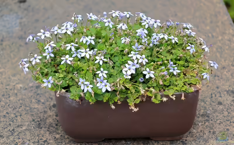 Isotoma fluviatilis am Gartenteich pflanzen (Einrichtungsbeispiele mit Blauer Bubikopf) Isotoma fluviatilis am Gartenteich pflanzen (Einrichtungsbeispiele mit Blauer Bubikopf)