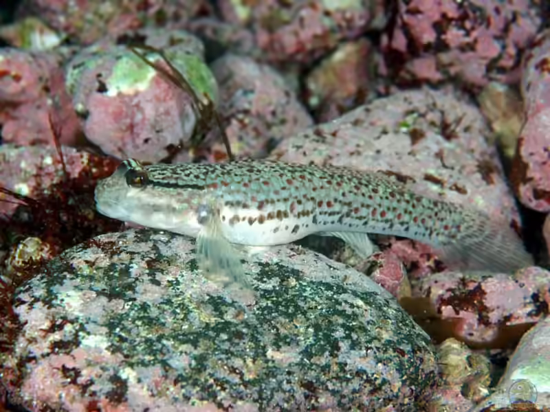 Istigobius campbelli im Aquarium halten (Einrichtungsbeispiele für Campbells Grundel) Istigobius campbelli im Aquarium halten (Einrichtungsbeispiele für Campbells Grundel)