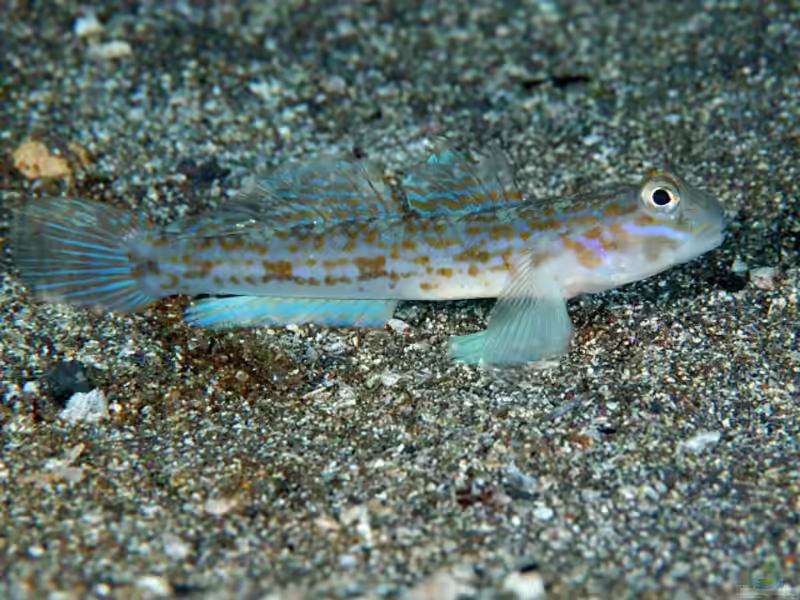 Istigobius hoshinonis im Aquarium halten (Einrichtungsbeispiele für Istigobius hoshinonis) Istigobius hoshinonis im Aquarium halten (Einrichtungsbeispiele für Istigobius hoshinonis)