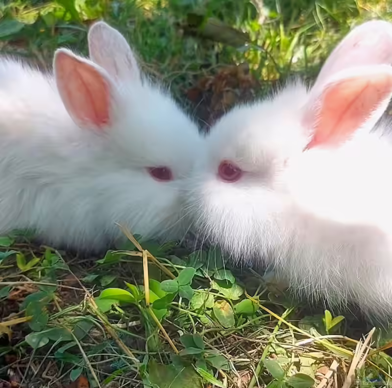 Kaninchen im Garten halten (Einrichtungsbeispiele mit Kaninchen)