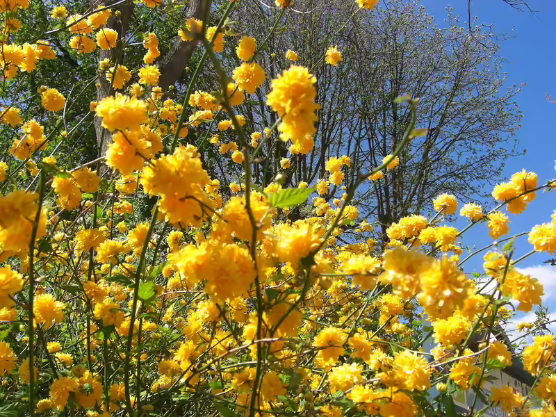 Kerria japonica im Garten pflanzen (Einrichtungsbeispiele mit Ranunkelstrauch) Kerria japonica im Garten pflanzen (Einrichtungsbeispiele mit Ranunkelstrauch)