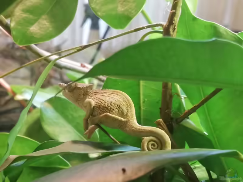 Kinyongia boehmei im Terrarium halten (Einrichtungsbeispiele für Böhmes Chamäleon) Kinyongia boehmei im Terrarium halten (Einrichtungsbeispiele für Böhmes Chamäleon)
