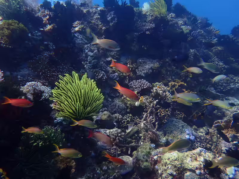 Korallendreieck - Das Biotop im Indopazifik (Informationen zum Coral Triangle) Korallendreieck - Das Biotop im Indopazifik (Informationen zum Coral Triangle)