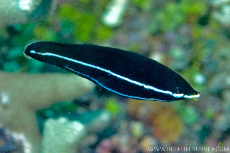 Labrichthys unilineatus im Aquarium halten (Einrichtungsbeispiele für Einstreifen-Lippfisch)