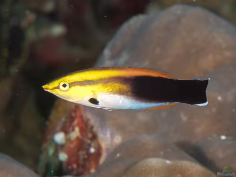 Labroides pectoralis im Aquarium halten (Einrichtungsbeispiele für Multicolor-Putzerlippfisch) Labroides pectoralis im Aquarium halten (Einrichtungsbeispiele für Multicolor-Putzerlippfisch)