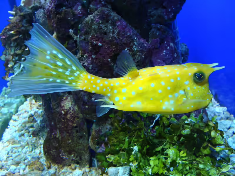 Lactoria cornuta im Aquarium halten (Einrichtungsbeispiele für Gehörnter Kuhkofferfisch) Lactoria cornuta im Aquarium halten (Einrichtungsbeispiele für Gehörnter Kuhkofferfisch)