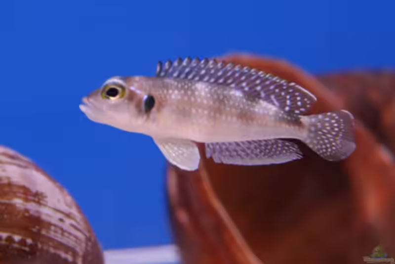 Einrichtungsbeispiele für Lamprologus meleagris Einrichtungsbeispiele für Lamprologus meleagris