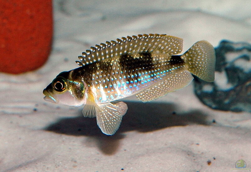 Lamprologus stappersi im Aquarium halten (Einrichtungsbeispiele für Lamprologus stappersi)