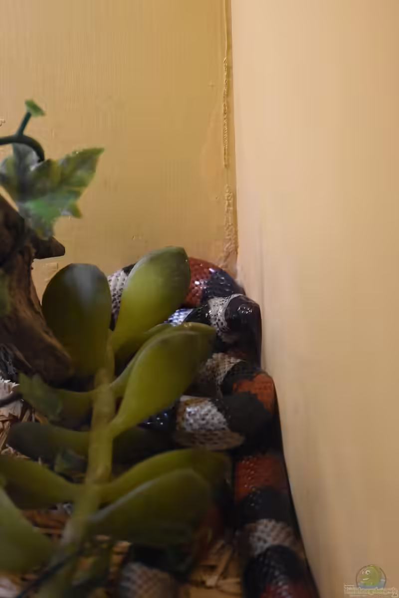 Lampropeltis triangulum nelsoni im Terrarium halten (Einrichtungsbeispiele für Nelsons Milchschlange)