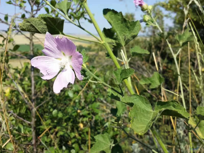 Lavatera thuringiaca im Garten pflanzen (Einrichtungsbeispiele mit Thüringer Strauchpappel) Lavatera thuringiaca im Garten pflanzen (Einrichtungsbeispiele mit Thüringer Strauchpappel)
