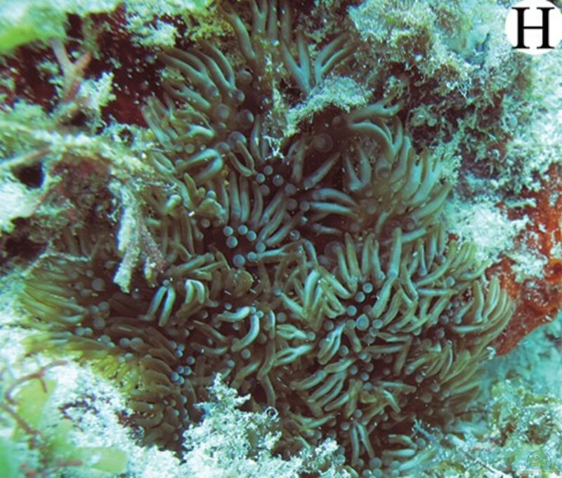 Lebrunia neglecta im Aquarium halten (Einrichtungsbeispiele für Verzweigte Anemone) Lebrunia neglecta im Aquarium halten (Einrichtungsbeispiele für Verzweigte Anemone)