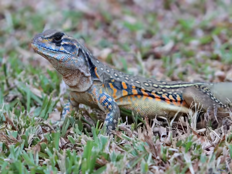 Leiolepis belliana im Terrarium halten (Einrichtungsbeispiele für Schmetterlingsagame) Leiolepis belliana im Terrarium halten (Einrichtungsbeispiele für Schmetterlingsagame)