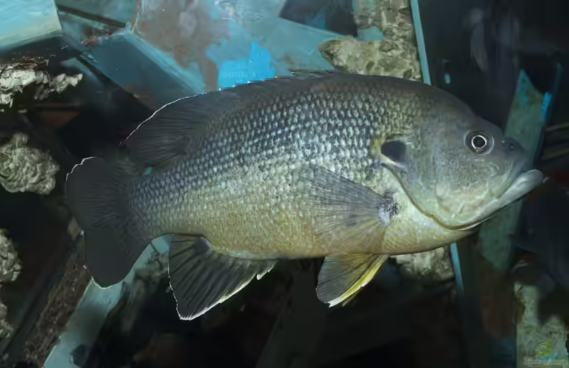 Lepomis cyanellus im Gartenteich halten (Einrichtungsbeispiele für Grüner Sonnenbarsche) Lepomis cyanellus im Gartenteich halten (Einrichtungsbeispiele für Grüner Sonnenbarsche)