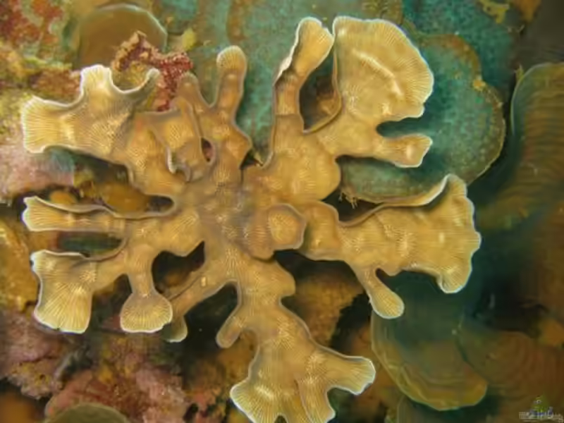 Leptoseris gardineri im Aquarium halten (Einrichtungsbeispiele für Großpolypige Steinkoralle)