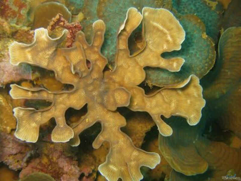 Leptoseris gardineri im Aquarium halten (Einrichtungsbeispiele für Großpolypige Steinkoralle) Leptoseris gardineri im Aquarium halten (Einrichtungsbeispiele für Großpolypige Steinkoralle)