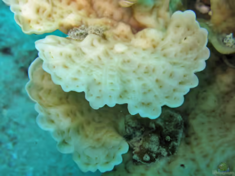 Leptoseris yabei im Aquarium halten (Einrichtungsbeispiele für Großpolypige Steinkoralle)