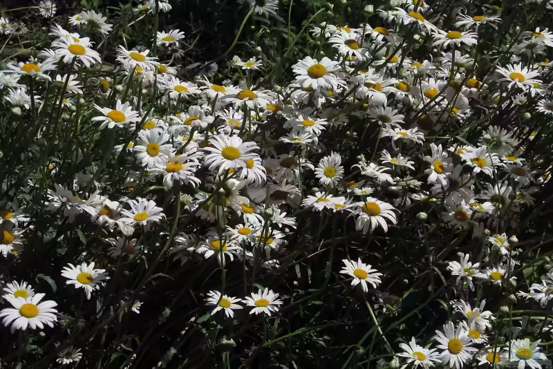 Leucanthemum maximum im Garten pflanzen (Einrichtungsbeispiele mit Garten-Margerite) Leucanthemum maximum im Garten pflanzen (Einrichtungsbeispiele mit Garten-Margerite)