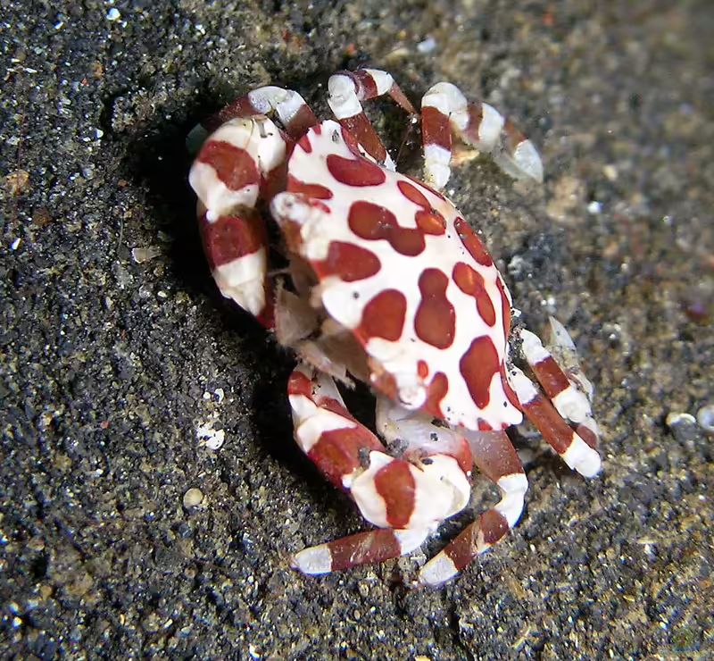 Lissocarcinus orbicularis im Aquarium halten (Einrichtungsbeispiele für Seewalzen-Schwimmkrabbe) Lissocarcinus orbicularis im Aquarium halten (Einrichtungsbeispiele für Seewalzen-Schwimmkrabbe)