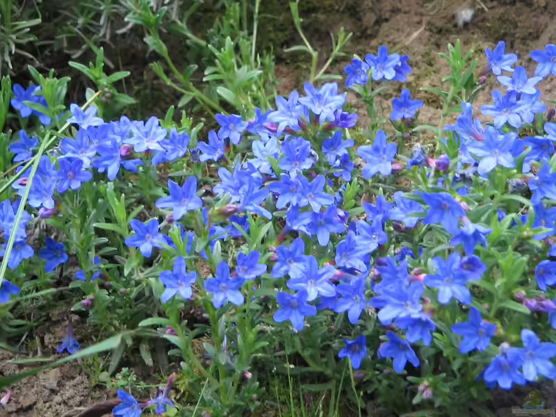 Lithodora diffusa im Garten pflanzen (Einrichtungsbeispiele mit Steinsame) Lithodora diffusa im Garten pflanzen (Einrichtungsbeispiele mit Steinsame)