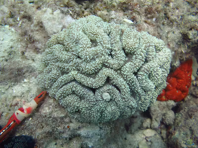 Lobophyllia flabelliformis im Aquarium halten (Einrichtungsbeispiele für Großpolypige Steinkoralle) Lobophyllia flabelliformis im Aquarium halten (Einrichtungsbeispiele für Großpolypige Steinkoralle)