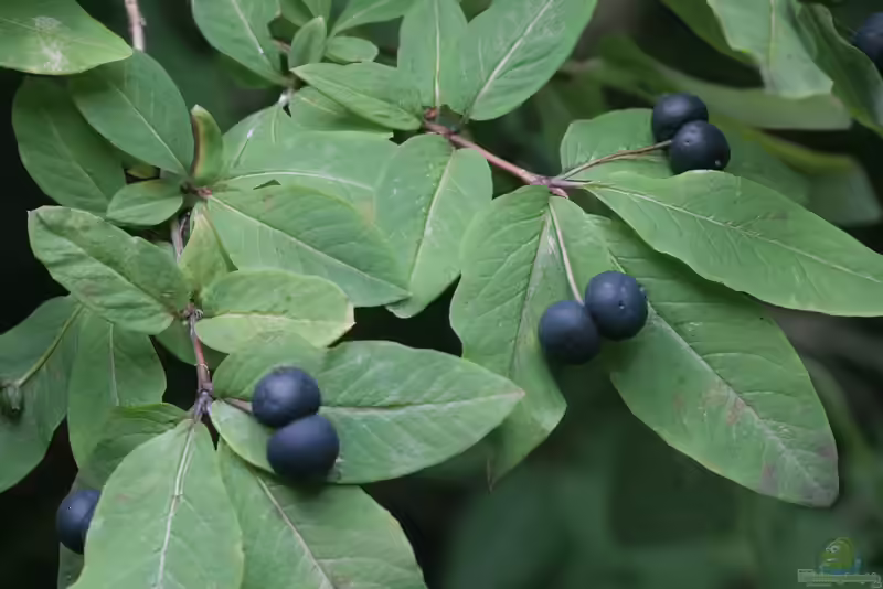 Lonicera nigra im Garten pflanzen (Einrichtungsbeispiele mit Schwarze Heckenkirsche) Lonicera nigra im Garten pflanzen (Einrichtungsbeispiele mit Schwarze Heckenkirsche)