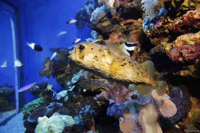 Lophodiodon calori im Aquarium halten (Einrichtungsbeispiele für Mimikry-Igelfisch) Lophodiodon calori im Aquarium halten (Einrichtungsbeispiele für Mimikry-Igelfisch)