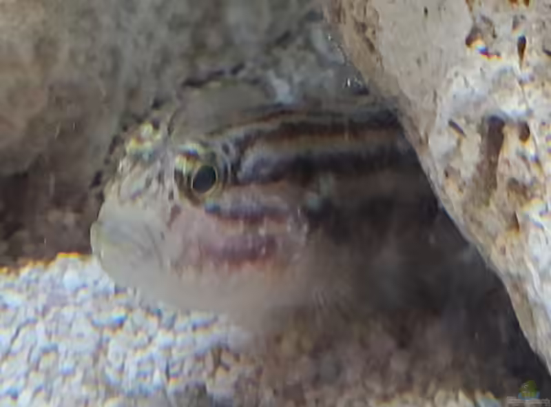 Lophogobius cyprinoides im Aquarium halten (Einrichtungsbeispiele für Atlantische Schopfgrundel)