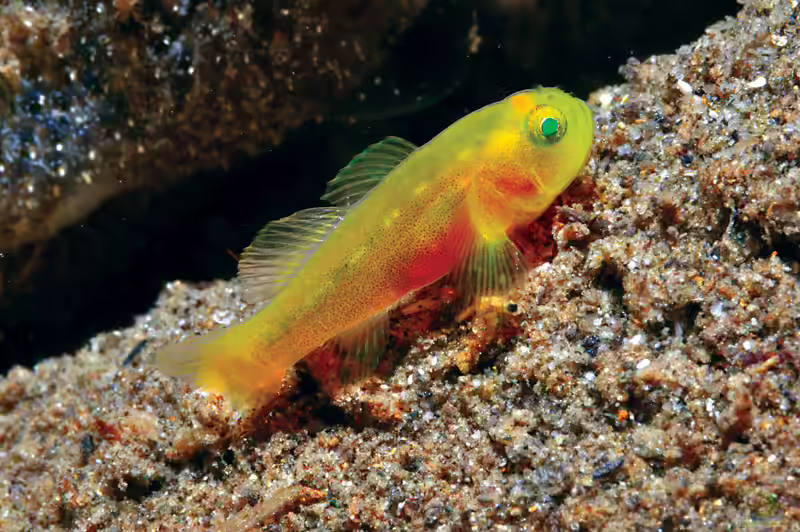 Lubricogobius tre im Aquarium halten (Einrichtungsbeispiele für Lubricogobius tre) Lubricogobius tre im Aquarium halten (Einrichtungsbeispiele für Lubricogobius tre)